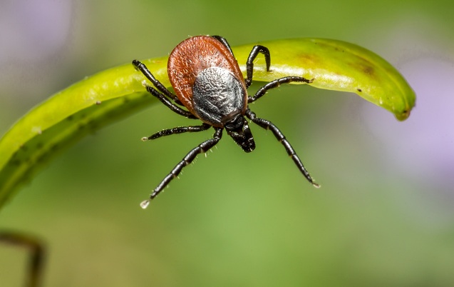 Специалисты напомнили о правилах сдачи клещей на анализ