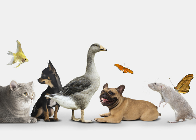 Новое задание от нас и «Города заданий» — «Любимые питомцы»